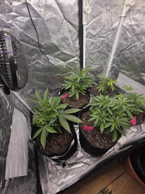 Organic multi strain. Week 4 - Kongs krush, Magnetic marker, Cherry zoap