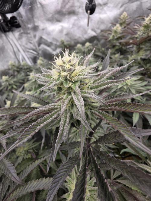 Slapz. Week 13