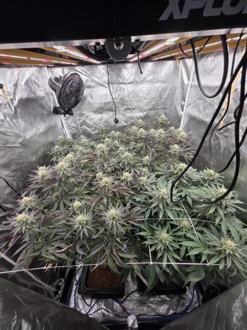 Slapz. Week 13