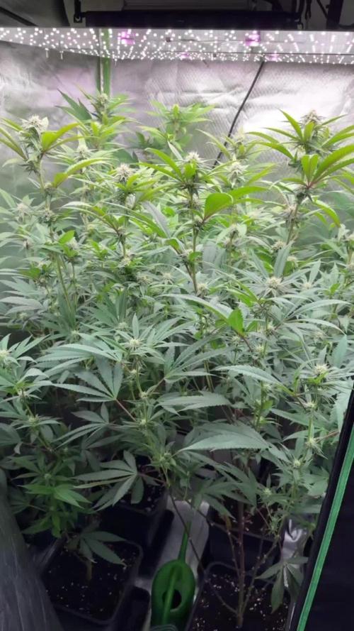 STUDIO54 - DeepEast x WizardTreez