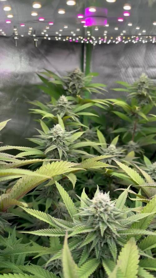 STUDIO54 - DeepEast x WizardTreez