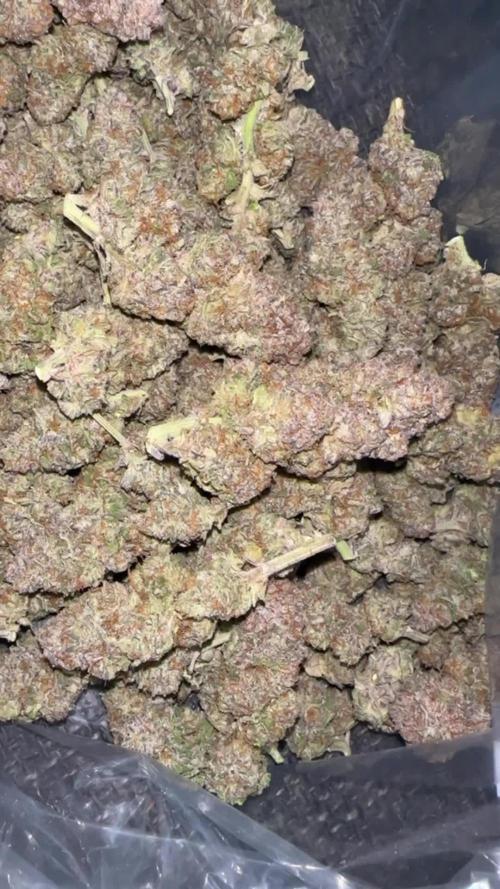 STUDIO54 - DeepEast x WizardTreez