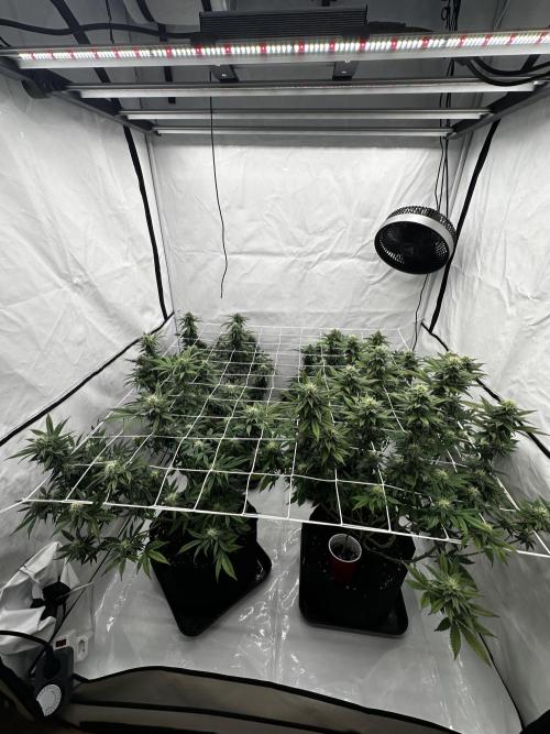 Original Z x Gelato. Week 7