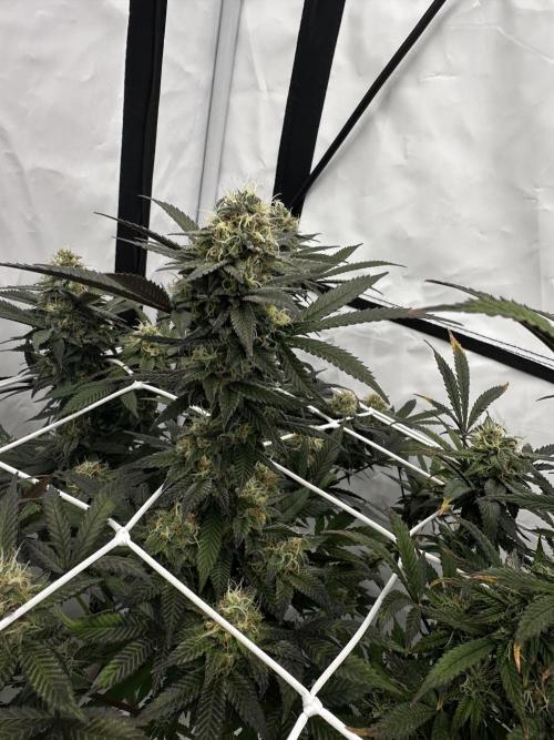 Original Z x Gelato. Week 7