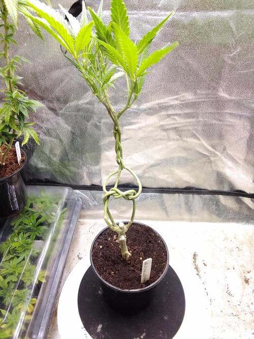 Blue cookies bonsai. Week 5