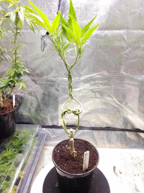 Blue cookies bonsai. Week 5