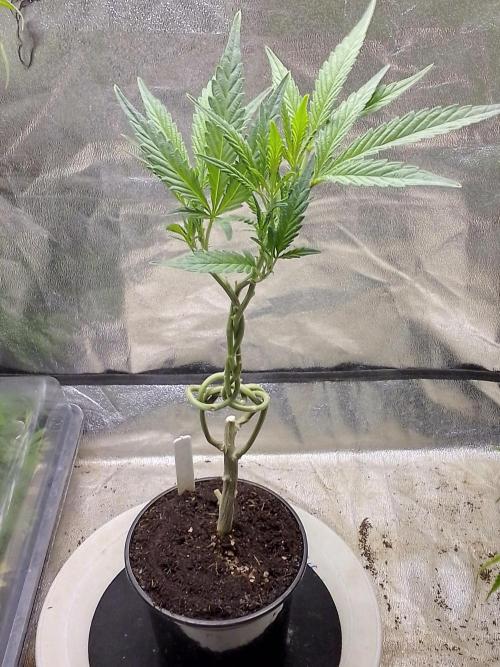 Blue cookies bonsai. Week 5