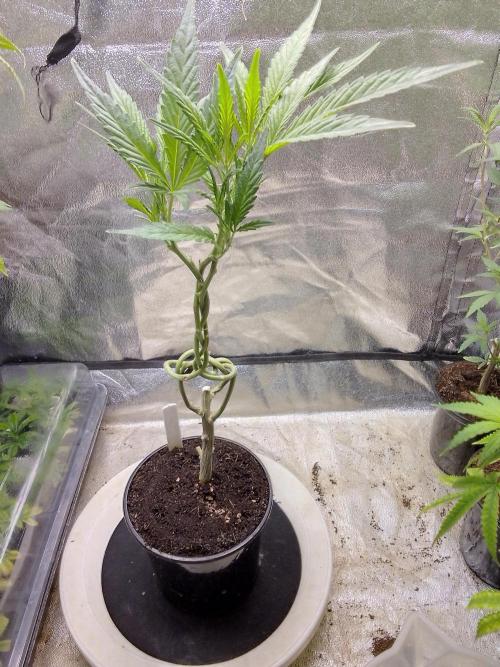 Blue cookies bonsai. Week 5