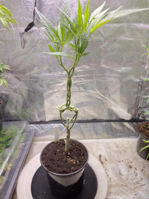 Blue cookies bonsai. Week 5