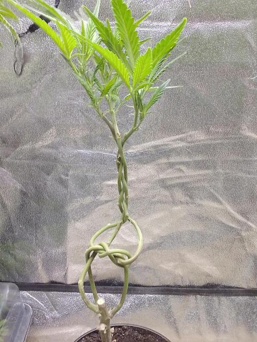 Blue cookies bonsai. Week 5