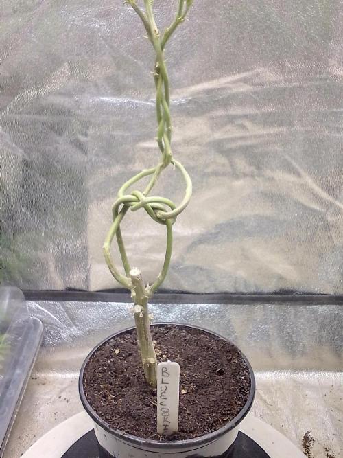 Blue cookies bonsai. Week 5