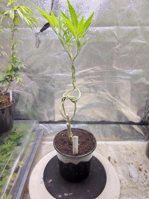 Blue cookies bonsai. Week 5