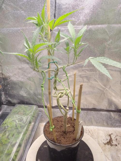 Bonsai Bluecookies. Week 7