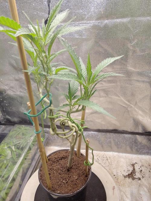 Bonsai Bluecookies. Week 7