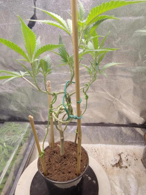 Bonsai Bluecookies. Week 7