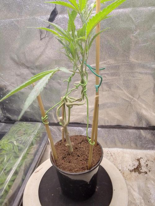 Bonsai Bluecookies. Week 7