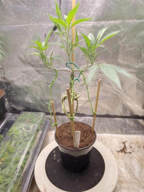 Bonsai Bluecookies. Week 7