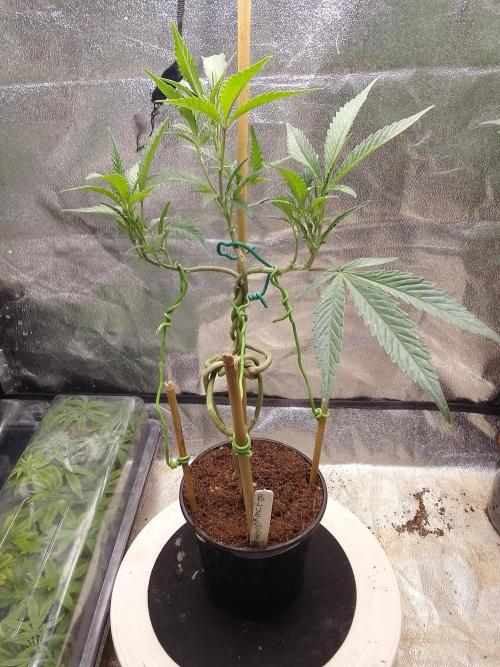 Bonsai Bluecookies. Week 7