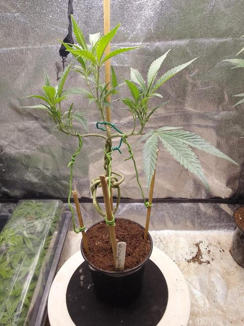 Bonsai Bluecookies. Week 7