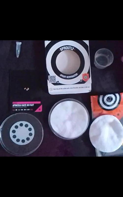 AMNESIA HAZE GO FAST kannabia seed's. Week 1