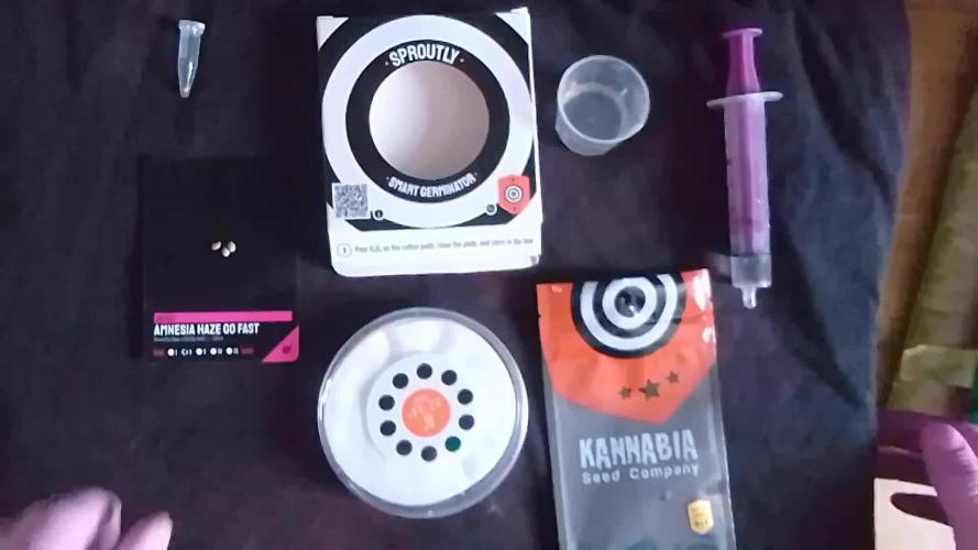 AMNESIA HAZE GO FAST kannabia seed's