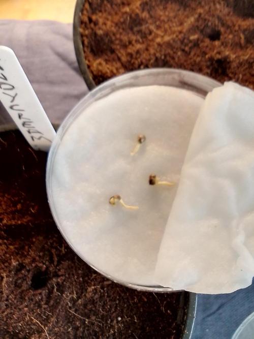 CANDY CREAM GO FAST. Week 0