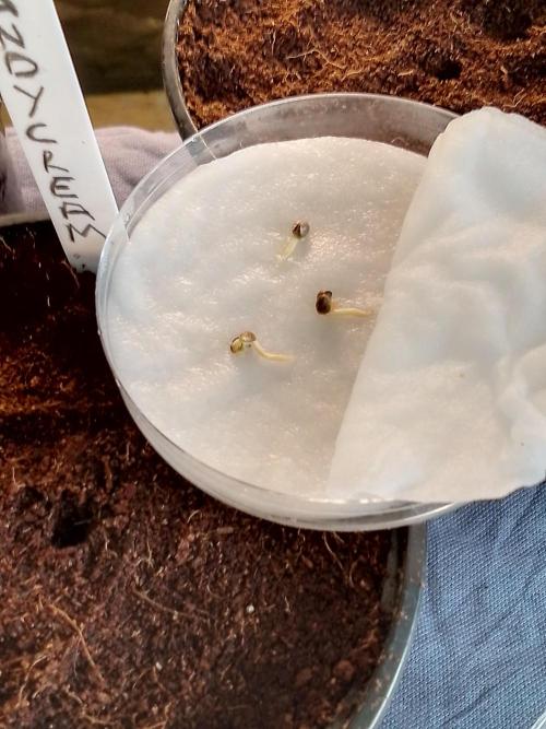 CANDY CREAM GO FAST. Week 0