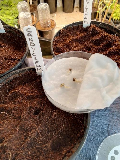 CANDY CREAM GO FAST. Week 0