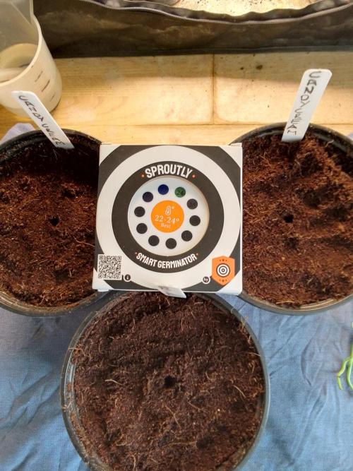 CANDY CREAM GO FAST. Week 0