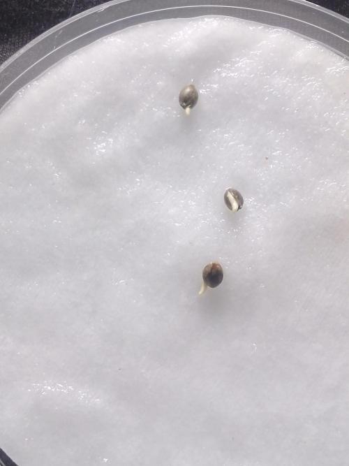 CANDY CREAM GO FAST. Week 0