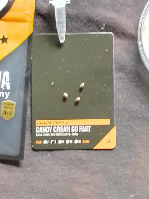 CANDY CREAM GO FAST. Week 0