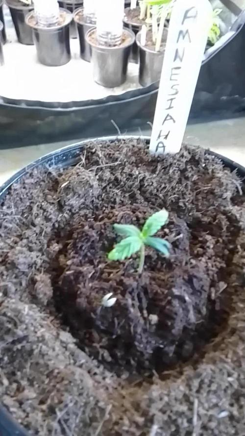 AMNESIA HAZE GO FAST kannabia seed's