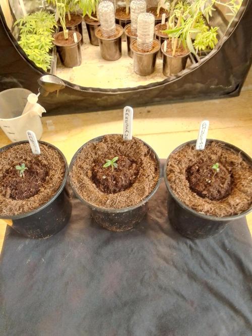 AMNESIA HAZE GO FAST kannabia seed's. Week 2