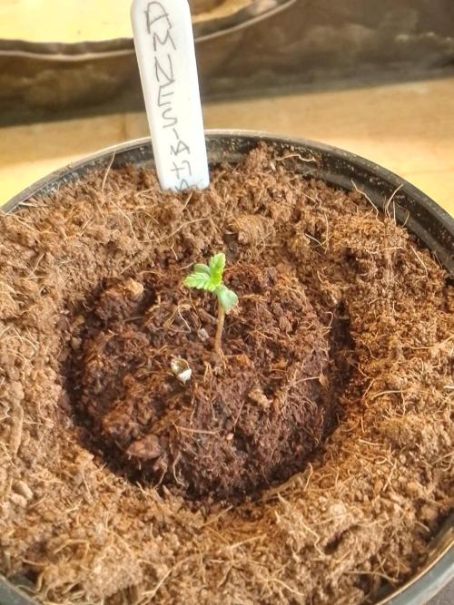 AMNESIA HAZE GO FAST kannabia seed's. Week 2