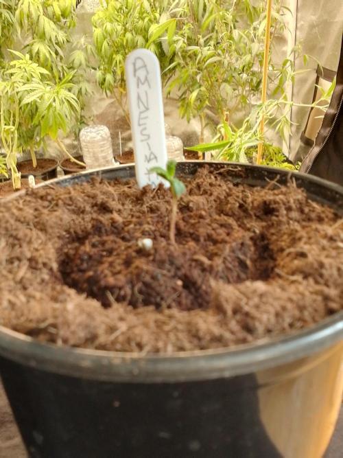 AMNESIA HAZE GO FAST kannabia seed's. Week 2