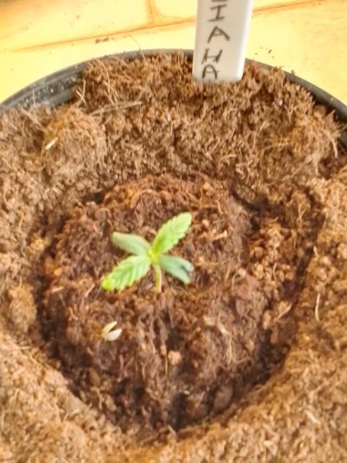AMNESIA HAZE GO FAST kannabia seed's. Week 2