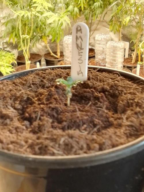 AMNESIA HAZE GO FAST kannabia seed's. Week 2
