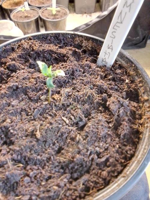 AMNESIA HAZE GO FAST kannabia seed's. Week 3