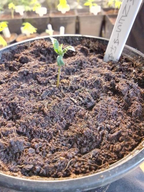 AMNESIA HAZE GO FAST kannabia seed's. Week 3
