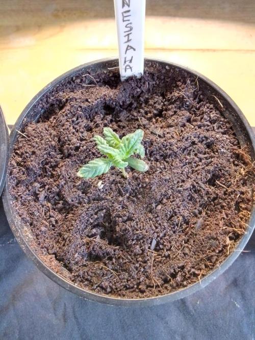AMNESIA HAZE GO FAST kannabia seed's. Week 3