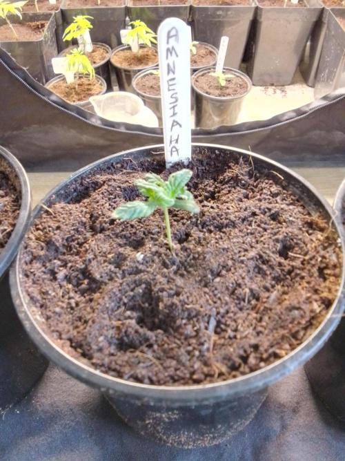 AMNESIA HAZE GO FAST kannabia seed's. Week 3