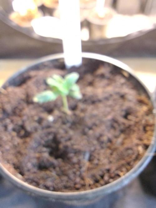AMNESIA HAZE GO FAST kannabia seed's. Week 3