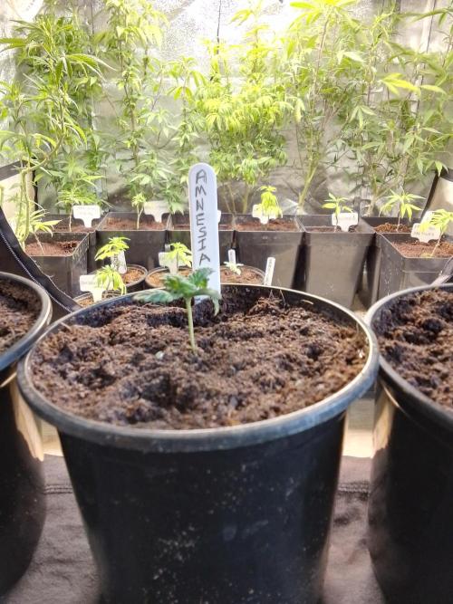 AMNESIA HAZE GO FAST kannabia seed's. Week 3