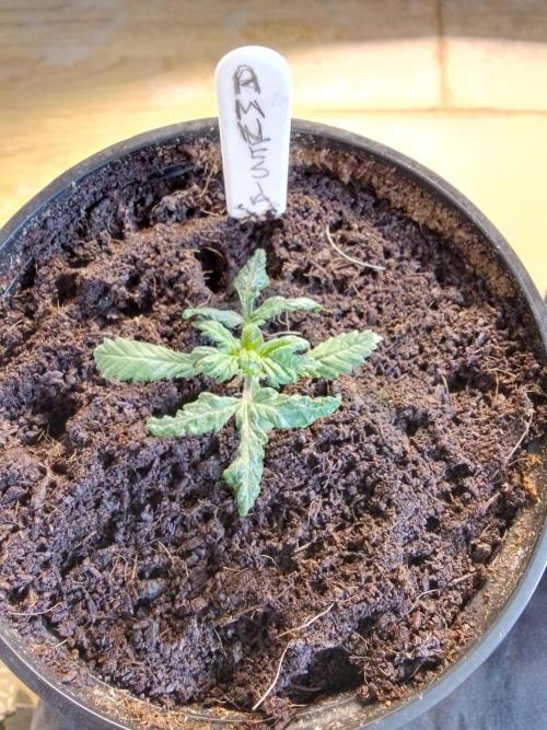 AMNESIA HAZE GO FAST kannabia seed's. Week 3