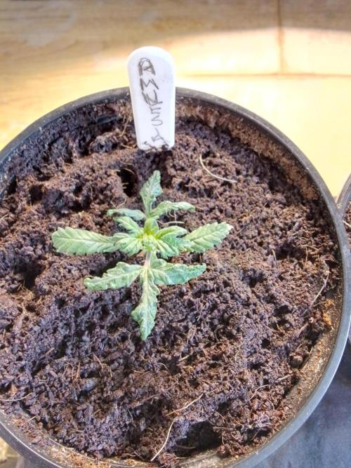 AMNESIA HAZE GO FAST kannabia seed's. Week 3