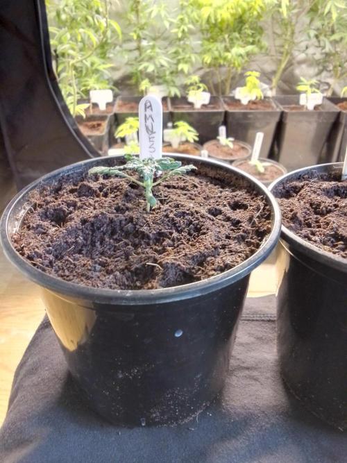 AMNESIA HAZE GO FAST kannabia seed's. Week 3
