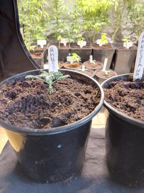 AMNESIA HAZE GO FAST kannabia seed's. Week 3