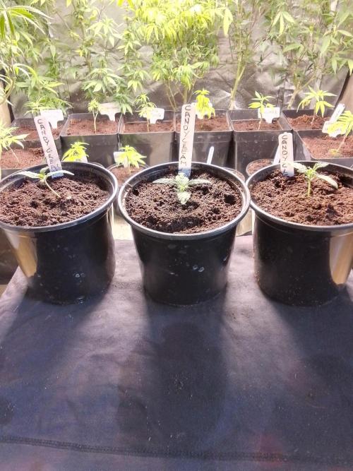 CANDY CREAM GO FAST. Week 1