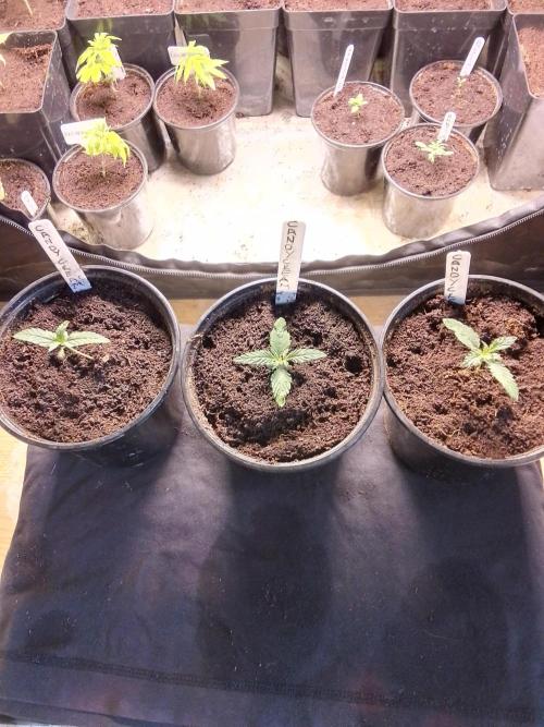 CANDY CREAM GO FAST. Week 1