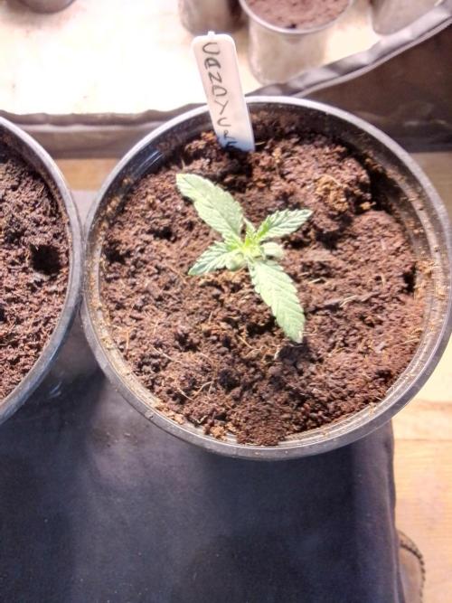 CANDY CREAM GO FAST. Week 1